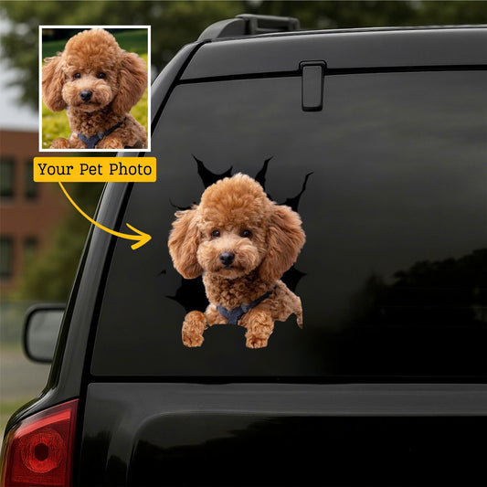 Australian-Shepherd Car Decal